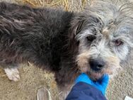 Grey, lieber hübscher Senior... - Köln