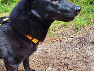 Danka❤️sucht sein liebevolles Zuhause - Rott (Inn)