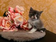 Maine Coon Kitten mit Stammbaum - Zschepplin