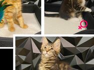 Reinrassige liebevolle Maine Coon Kitten - Pforzheim