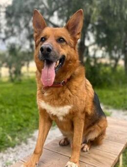 Garfield was hast du ertragen müssen? - Laatzen