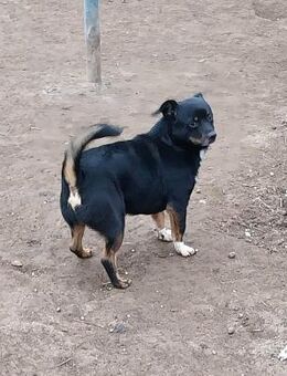 Silias der ruhige liebevolle kleine Rüde - Rambin