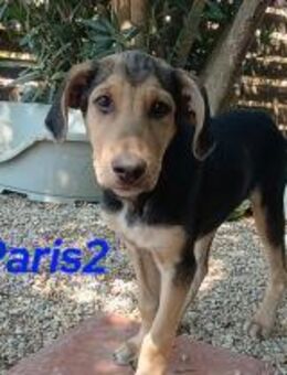 Paris2 Welpe erobert die Welt 5/25 GRC - Ruppertsecken