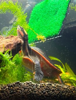 Rotbauch-Spitzkopfschildkröte Wasserschildkröte Schildkröte - Hamburg