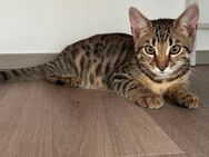 Verspielte Bengal Katzenbabys suchen ein liebevolles Zuhause - Mainz