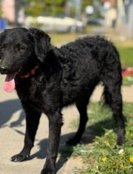 Leiser Lino - Ellerbek