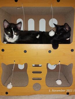 Katzenbabys kitten 2 super süße Mädels - Gelsenkirchen