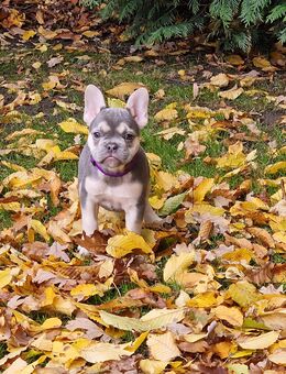 Französische Bulldoggen Welpen - Espelkamp Altgemeinde