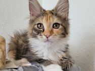 Maine Coon Mädels - Allensbach