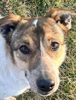 hübsche Freya sucht liebe Familie - Dittelbrunn