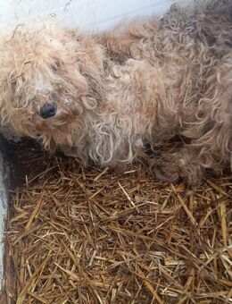 Szilva, liebes Pudelmädchen - Remagen