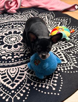 Frieda sucht ein neues Zuhause. Hunde Dame - Erkelenz