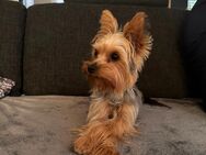 Süße Yorkshire Terrier Hündin Eli sucht ein liebevolles Zuhause 🐾 - Dachau