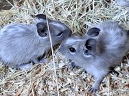 Blau gescheckte Degu Mädels - Sonnenbühl