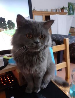 Kater Britisch Langhaar 1 Jahr - Witten Zentrum