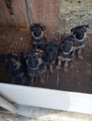 Schäferhund-Welpen zu verkaufen, 1 Rüden, 8 Hündinnen in 26215