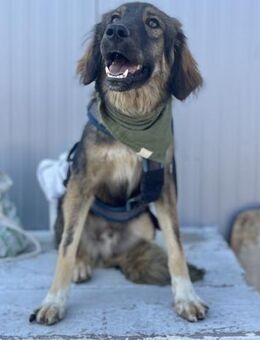 Davis - verschmuster, sozialer Junghund - Berlin