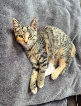 Katzenbaby Mädchen sucht ab sofort ein neues Zuhause - Hamburg Wandsbek