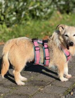 Lotta - Sonnenschein mit Herz - Ibbenbüren