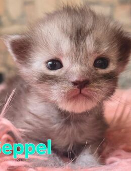 Maine Coon Kitten mit tollen Farben - Bad Harzburg