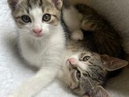 Babykatzen - Hamburg