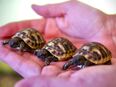 Drei griechische Landschildkröten Schlupf 23 suchen neues Zuhause in 69168