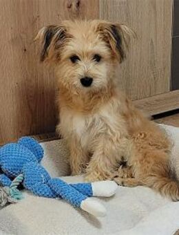 Roxi - wartet in 76437 Rastatt - Oberwies