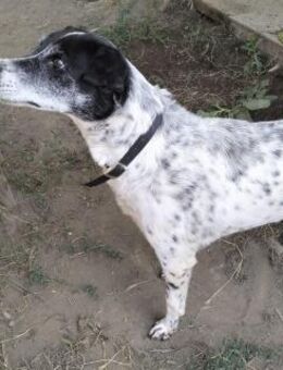 Sophia - ein Traumhund - Grevenbroich