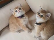 BKH Katzen absofort abzugeben - Diepholz