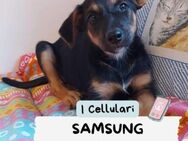 Samsung 💜💜💜 Möchte spielen und toben - Herxheim (Landau)