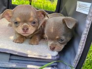 Chihuahua Welpen Rüden reinrassig Lilac Tricolor Kurzhaar suchen liebevolles Zuhause - Lanitz-Hassel-Tal