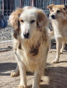 HSH Mix WILLIE will ENDLICH ein Zuhause - Neuberg