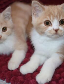 BKH Katzenkinder, zauberhaftes Geschwisterpärchen sucht liebevolles Zhause auf Lebenszeit - Suderburg