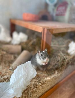 Mongolische Wüstenrennmaus (Weibchen) zu verschenken - Alzenau