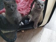 BKH-Kitten - Berlin