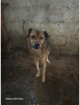 Sagani - Pflegestelle oder Zuhause gesuc - Oberwies