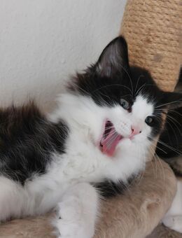 Norwegische Waldkatze / Norweger Kätzchen - Burg (Sachsen-Anhalt)
