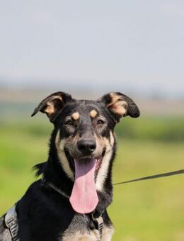 Liebevolle und hübsche Viva - Süderholz