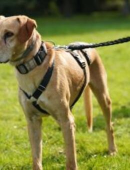 Lucky wartet schon zu lange - Duisburg