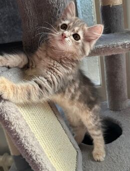 Sibirische waldkatze kitten katzen - Berlin