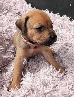 Ridgeback Labrador Welpen - Nottuln