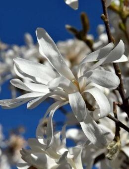 Sternmagnolie - Norderstedt