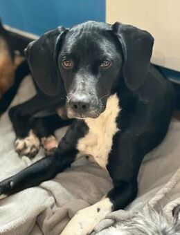 JECKI - sucht seinen Neuanfang - Aerzen