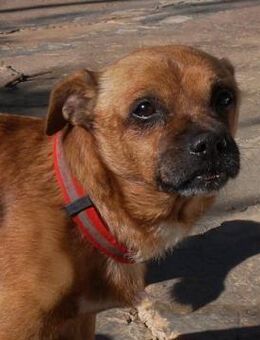 Dino, geb. ca. 02.07.2017, ca. 35 cm - Lünen