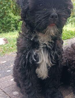 Shih tzu mix Welpen - Aldenhoven