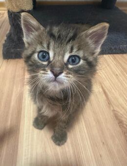 Kitten zuverkaufen ab sofort. - Vaihingen (Enz)