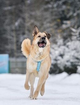 Freundlicher Anton sucht seine Familie - Duisburg