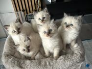 Heilige Birma Kitten suchen ein liebevolles Zuhause - Bad Bevensen