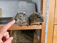 2 Degus (m) suchen neues zu Hause - Köln