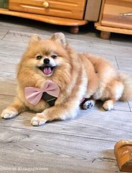 Kleines liebevolles Hundewesen TIANA ♥️ - München